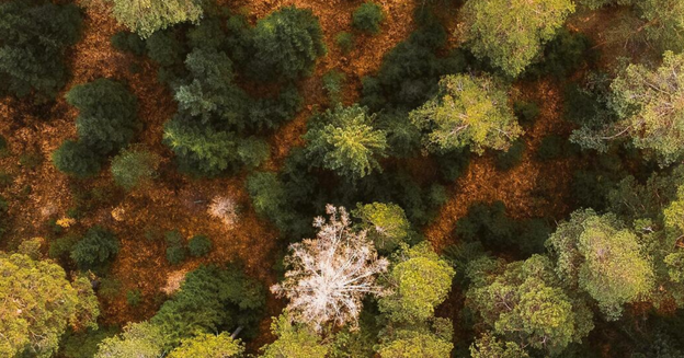 Lire la suite à propos de l’article Règlement déforestation : tout savoir sur les dernières simplifications